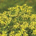 Eden, raj - co rosło w biblijnym ogrodzie?