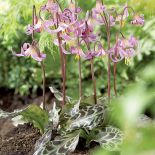 psiząb uprawa w ogrodzie