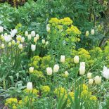 Euphorbia Polychrom , popularnie zwana wilczomleczem pstrym.