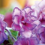 Fiołek afrykański - odmiana różowa z fioletową obwódką.