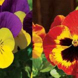 Fiołek trójbarwny i bratek ogrodowy