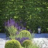 fioletowe rośliny ogrodowe