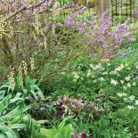 Fioletowo kwitnący wawrzynek wilczełyko, pod nim ciemierniki, narcyze i hosty.