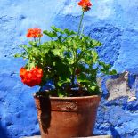 Pelargonia – bociani kwiat
