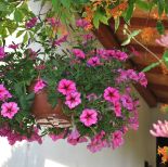 Surfinia – kwiat japońskiej inżynierii genetycznej