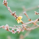 Forsycja krzew, który czaruje żółtymi kwiatami