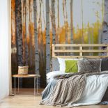 Fototapeta z brzozami, czyli nowe właściwości znanego drzewa