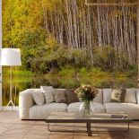 Fototapeta z brzozami, czyli nowe właściwości znanego drzewa