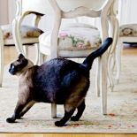 - Franek to taki kot-pies - śmieją się gospodarze.