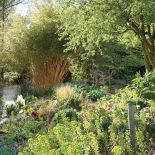 dziki ogród aranżacje