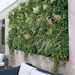 Funkie, bluszcze i tawułka. Ogród na ścianie