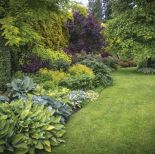 funkie hosty w ogrodzie