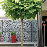 Gabiony to pomysłowa przegroda - wyglądają naturalnie, oddzielają od miejskiego hałasu i ogrodu sąsiada. Rosną