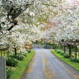 Gdy kwitną wiśnie. Żonkile, pierwiosnki i czosnek