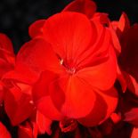 Pelargonia – bociani kwiat