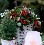 Dekoracje bożonarodzeniowe z golterią