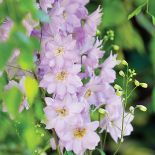 Gospodyni najbardziej lubi rośliny kwitnące w zimnych barwach, więc w ogrodzie dominują biel, fiolet, błękit i róż.