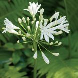 Gospodyni najbardziej lubi rośliny kwitnące w zimnych barwach, więc w ogrodzie dominują biel, fiolet, błękit i róż.