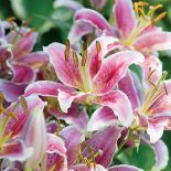 Gospodyni najbardziej lubi rośliny kwitnące w zimnych barwach, więc w ogrodzie dominują biel, fiolet, błękit i róż.