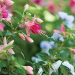 Gospodyni najbardziej lubi rośliny kwitnące w zimnych barwach, więc w ogrodzie dominują biel, fiolet, błękit i róż.