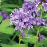 Gospodyni najbardziej lubi rośliny kwitnące w zimnych barwach, więc w ogrodzie dominują biel, fiolet, błękit i róż.