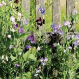 Groszek pachnący. Czym pachnie lato