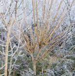 Wierzba biała, odmiana ‘Złocista’