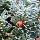 Cis pospolity, odmiana ‘Fastigiata’