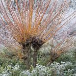 Wierzba biała, odmiana ‘Złocista’