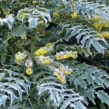 Mahonia pośrednia, odmiana ‘Winter sun’