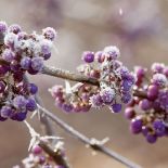 Pięknotka Bodiniera, odmiana ‘Profusion’