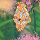 Grupa Brotherhood of Man i świat owadów.