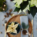 Poinsecje są idealnymi dekoracjami kwiatowymi na świątecznie zastawiony stół, fot. Starsuniteeurope.eu