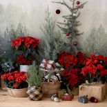 dekoracje bożonarodzeniowe z gwiazdami betlejemskimi