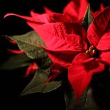 Świąteczne ozdoby: gwiazda betlejemska, poinsecja