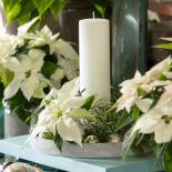 Niektóre odmiany poinsecji można hodować cały rok w domu.