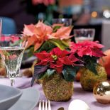 Gwiazda betlejemska może być główną dekoracją wigilijnego stołu
