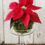 Gwiazda betlejemska może być miłym prezentem typu DIY