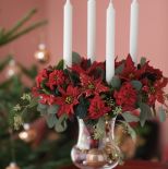 gwiazda betlejemska w wazonie