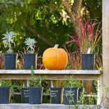 Ładnie wyeksponowana dynia to prosta dekoracja halloweenowa.