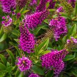 hebe – wiecznie zielony krzew