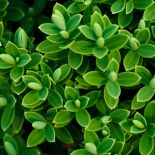 Hebe – roślina wiecznie zielona