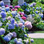 jak dbać o hortensje w ogrodzie