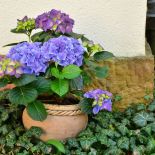 hortensja ogrodowa niebieska i fioletowa