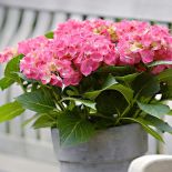 Hortensja ogrodowa różowa