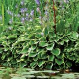 Hosty nad stawem. Ogród Moneta w Giverny