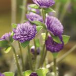 HYBRYDA PRZYLASZCZKI POSPOLITEJ I JAPOŃSKIEJ