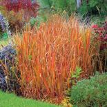 Imperata cylindryczna- zielona latem,przebarwia się jesienią. To najbardziej wyprostowana ze wszystkich traw.