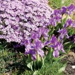 Irysy można posadzić niemal wszędzie. Kwiaty utrzymują się bardzo długo.