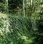 Jak w tajemniczym ogrodzie... Ogród na leśnej polanie